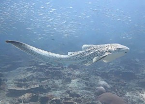 shark Thailandia Grazia Palmisano