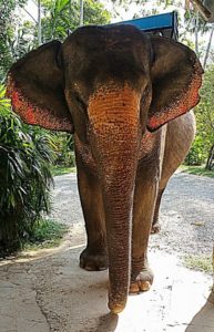 thailand elefant