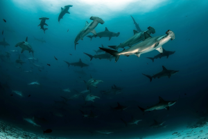 AWARE Shark Conservation